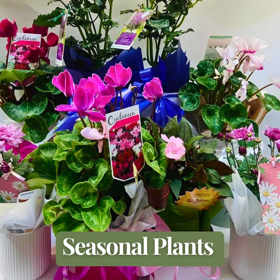 seasonal plants